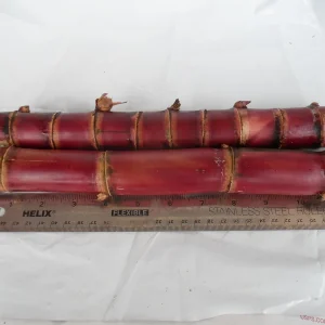 Red Stripe Sugar Cane Cuttings - 2x Live 10 inch Pieces - Cana Dulce - Edible Plant - Image 3