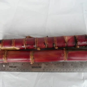 Red Stripe Sugar Cane Cuttings - 2x Live 10 inch Pieces - Cana Dulce - Edible Plant - Image 5