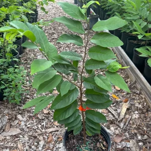 Red Sugar Apple Tree – Live Plant – 3 Gallon – 2-3 Feet Tall - Image 4