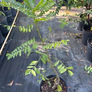 Red Sugar Apple Tree – Live Plant – 3 Gallon – 2-3 Feet Tall - Image 5