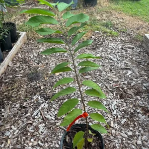 Red Sugar Apple Tree – Live Plant – 3 Gallon – 2-3 Feet Tall - Image 6
