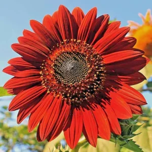 Red Sun Sunflower Seeds - Non-GMO Fresh Garden Seeds - 25 Seeds for Planting Outdoor - Image 2