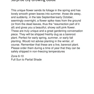 Red Surprise Lily Bareroot Plant - Lycoris Radiata - Unique Garden Flower - Image 4