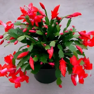 Red Thanksgiving Cactus Live Plant – 2 inch Pot – Indoor - Image 1