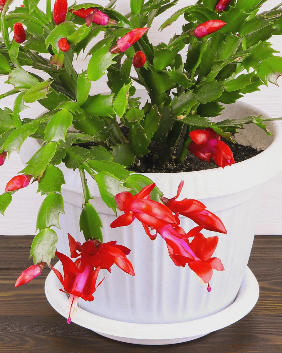 Red Thanksgiving Cactus Live Plant – 6 inch Pot – Indoor Bloom - Image 2