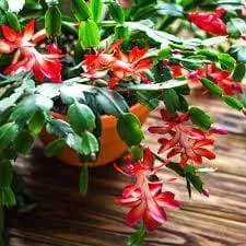 Red Thanksgiving Cactus Live Plant – 6 inch Pot – Indoor Bloom - Image 3