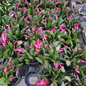 Red Thanksgiving Cactus Live Plant – Schlumbergera Truncata – 2in or 4in Pot – Indoor Holiday Cactus - Image 2