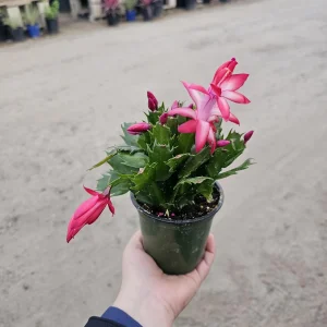Red Thanksgiving Cactus Live Plant – Schlumbergera Truncata – 2in or 4in Pot – Indoor Holiday Cactus - Image 1