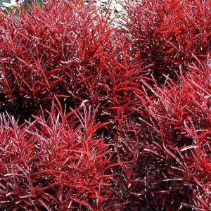 Red Threads Alternanthera Live Plant – Colorful Foliage Houseplant – 2.5
