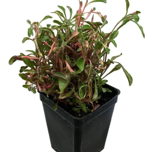 Red Threads Alternanthera Live Plant – Colorful Foliage Houseplant – 2.5
