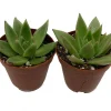 Red Tip Echeveria agavoides Succulent Live Plant – 2 Plants in 2" Pots - Image 1
