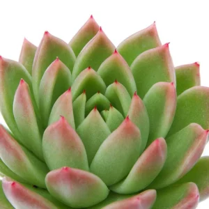 Red Tip Echeveria agavoides Succulent Live Plant – 2 Plants in 2