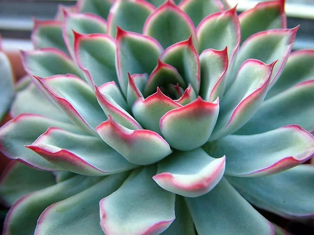 Red Tipped Desert Rose Succulent - Echeveria Pulidonis Live Plant 2.5" Pot - Image 2
