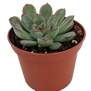 Red Tipped Desert Rose Succulent - Echeveria Pulidonis Live Plant 2.5