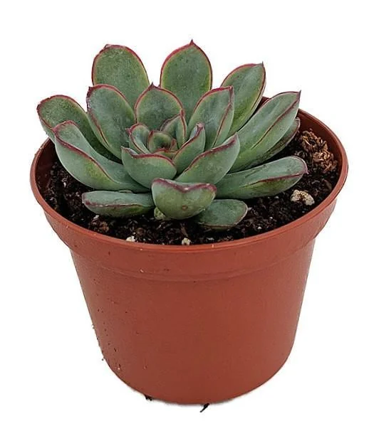 Red Tipped Desert Rose Succulent - Echeveria Pulidonis Live Plant 2.5" Pot - Image 1