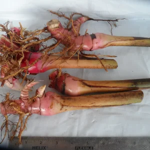 Red Torch Ginger Rhizomes - Etlingera elatior Live Plant for Exotic Flowers - Image 2