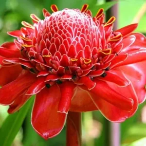 Red Torch Ginger Rhizomes - Etlingera elatior Live Plant for Exotic Flowers - Image 3