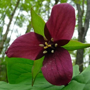Red Trillium Bulbs – Trillium Erectum – Bare Root Wildflower for Shade Gardens - Image 2