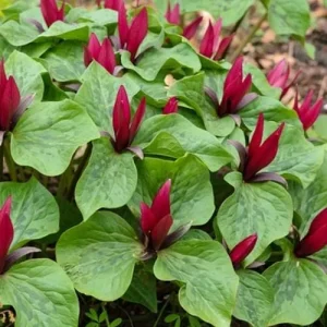 Red Trillium Bulbs – Trillium Erectum – Bare Root Wildflower for Shade Gardens - Image 4