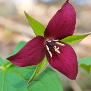 Red Trillium Bulbs - Trillium erectum Wood Lily Wildflower - Set of 5 Bulbs - Outdoor Shade Garden Perennial - Image 1