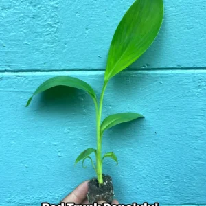 Red Trunk Popo'ulu' Banana Live Plant - Rare Polynesian Variety 5-9 Inches Tall - Image 1