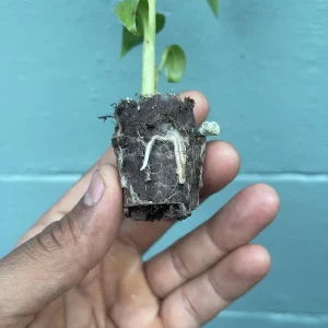 Red Trunk Popo'ulu' Banana Live Plant - Rare Polynesian Variety 5-9 Inches Tall - Image 4