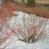 Red Twig Dogwood Live Plant - 2 Pack, 4" Container, 6-12" Tall Shrub - Image 1