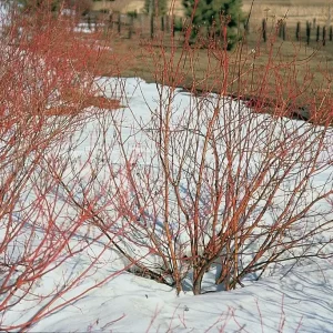 Red Twig Dogwood Live Plant – 6-12" Tall – 4" Pot – Outdoor Shrub - Image 1