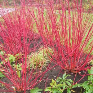 Red Twig Dogwood Live Plant – 6-12
