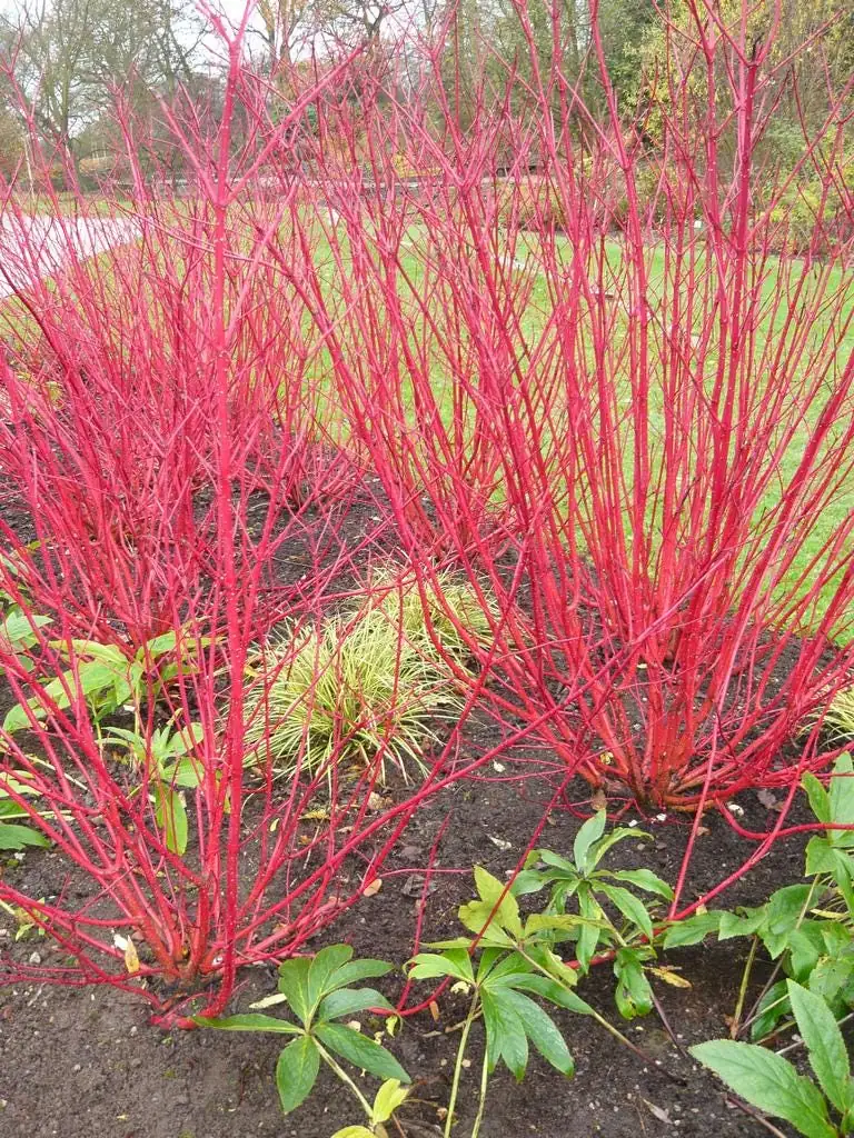 Red Twig Dogwood Live Plant – 6-12" Tall Shrub in 2.5" Container - Image 2