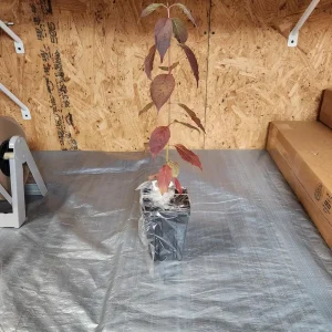 Red Twig Dogwood Live Plant – 6-12