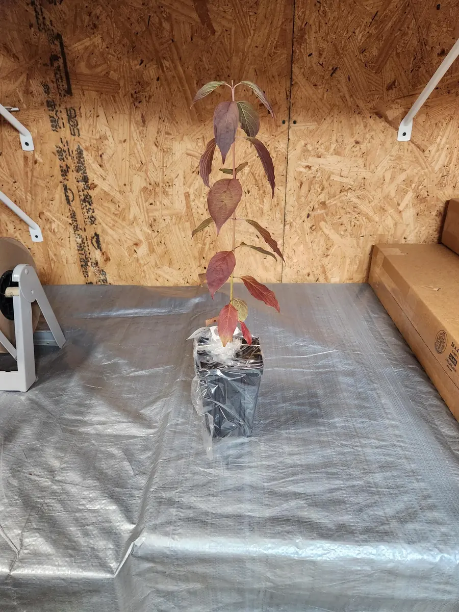 Red Twig Dogwood Live Plant – 6-12" Tall Shrub in 2.5" Container - Image 3