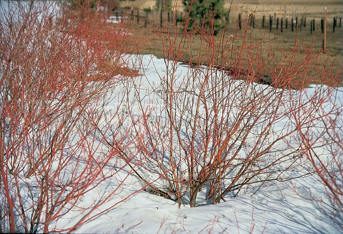 Red Twig Dogwood Live Plant – 6-12" Tall Shrub in 2.5" Container - Image 1