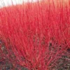 Red Twig Dogwood Live Plant – Quart Pot – Vibrant Winter Color Outdoor Shrub - Image 2