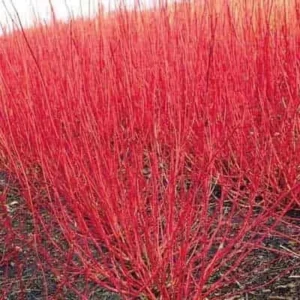 Red Twig Dogwood Live Plant – Quart Pot – Vibrant Winter Color Outdoor Shrub - Image 2