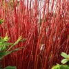 Red Twig Dogwood Shrub Live Plant 12-24in Tall - Cornus sericea Outdoor - Image 1