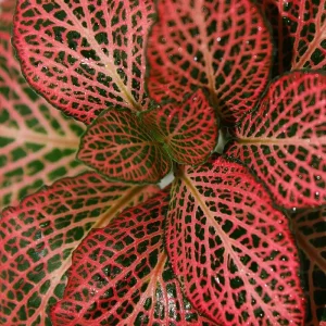 Red Veined Nerve Plant (Fittonia) Live Plant - Easy Houseplant - 3