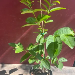 Red Wax Apple Live Plant – 3 Gallon Air Layered Tropical Fruit Tree - Image 6