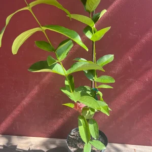 Red Wax Apple Live Plant – 3 Gallon Air Layered Tropical Fruit Tree - Image 7