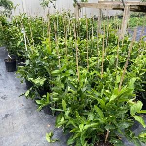 Red Wax Jambu Tree Live Plant – 2-3 Feet Tall – Tropical Fruit Tree - Image 4