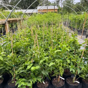 Red Wax Jambu Tree Live Plant – 2-3 Feet Tall – Tropical Fruit Tree - Image 5