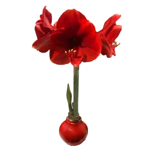 Red Waxed Amaryllis Bulb 26/28 - Elegant Indoor Flower Bulb - Image 1