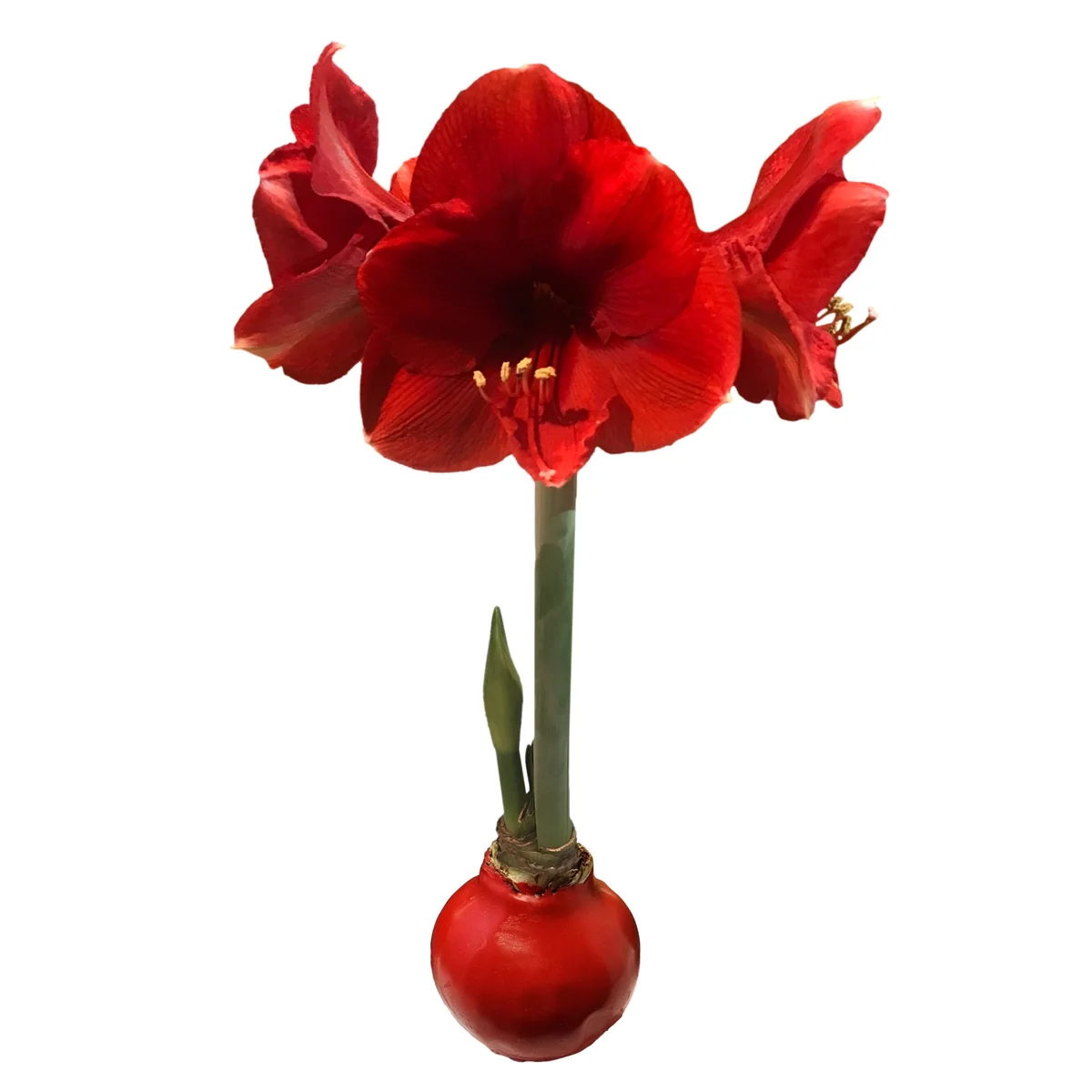 Red Waxed Amaryllis Bulb 26/28 - Elegant Indoor Flower Bulb - Image 1