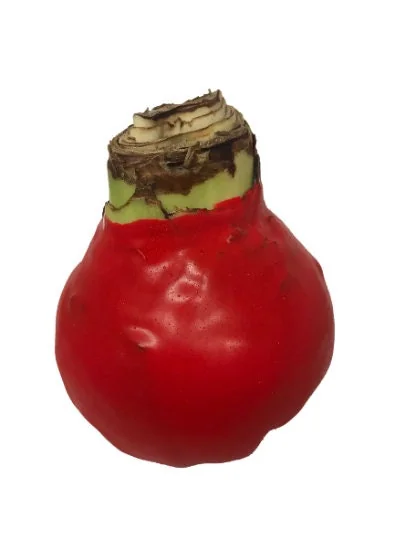 Red Waxed Amaryllis Bulb 26/28 - Elegant Indoor Flower Bulb - Image 2