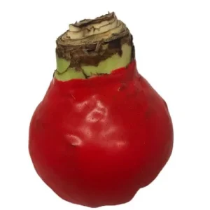 Red Waxed Amaryllis Bulb 26/28 - Elegant Indoor Flower Bulb - Image 2