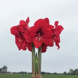 Red Waxed Amaryllis Bulb 26/28 - Elegant Indoor Flower Bulb - Image 3
