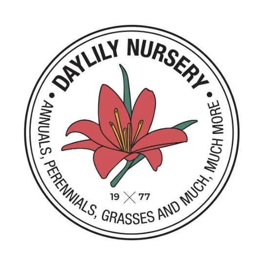 Red Waxed Amaryllis Bulb 26/28 - Elegant Indoor Flower Bulb - Image 4