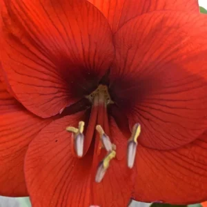 Red Waxed Amaryllis Bulb - Jumbo, No Water, Holiday Blooms Indoor - Image 4