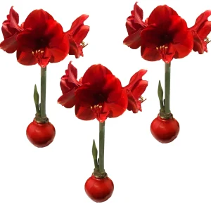 Red Waxed Amaryllis Bulbs 3 Pack - 28/30cm - No Water Holiday Decoration - Image 1