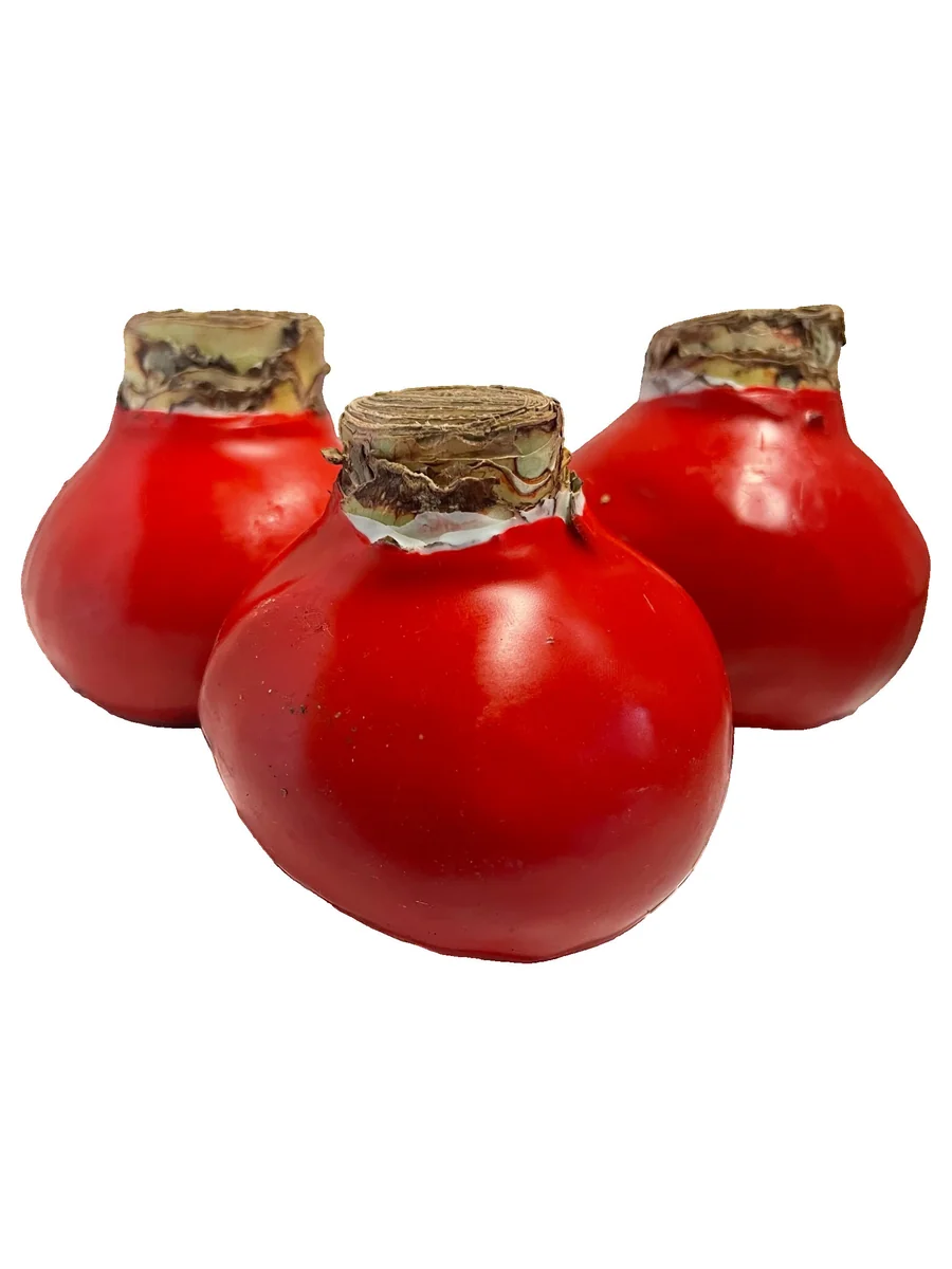 Red Waxed Amaryllis Bulbs 3 Pack - 28/30cm - No Water Holiday Decoration - Image 2